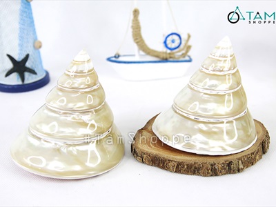 Vỏ ốc đụn xà cừ 10-12cm [01 Con / Ngẫu nhiên] VOOC-11