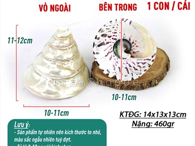 Vỏ ốc đụn xà cừ 10-12cm [01 Con / Ngẫu nhiên] VOOC-11