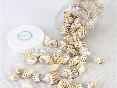 Vỏ ốc hương [Hủ 150-160gr/ Ngẫu nhiên] VOOC-17