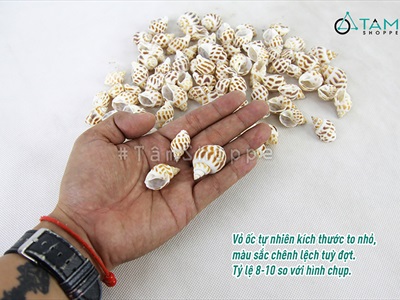 Vỏ ốc hương [Hủ 150-160gr/ Ngẫu nhiên] VOOC-17