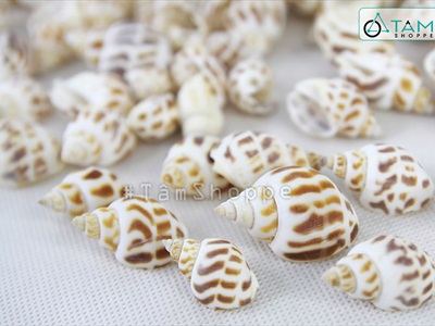 Vỏ ốc hương [Hủ 150-160gr/ Ngẫu nhiên] VOOC-17