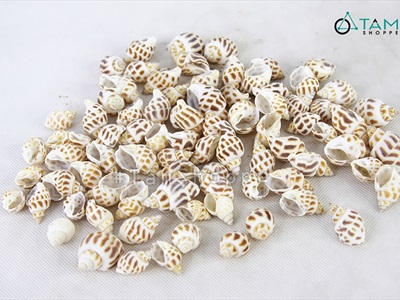 Vỏ ốc hương [Hủ 150-160gr/ Ngẫu nhiên] VOOC-17