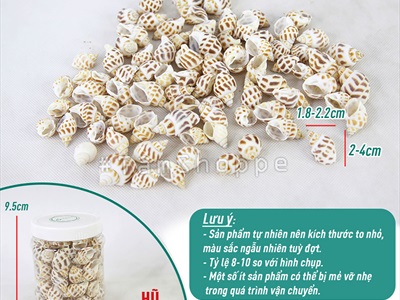 Vỏ ốc hương [Hủ 150-160gr/ Ngẫu nhiên] VOOC-17