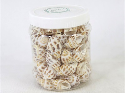 Vỏ ốc hương [Hủ 150-160gr/ Ngẫu nhiên] VOOC-17