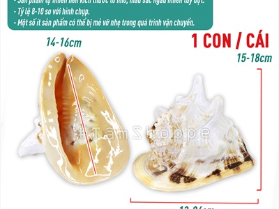 Vỏ ốc kim khôi vàng cỡ đại [Siêu to - Nặng tay] VOOC-13