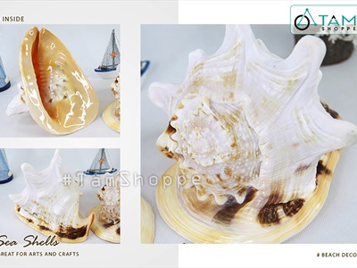 Vỏ ốc kim khôi vàng cỡ đại [Siêu to - Nặng tay] VOOC-13