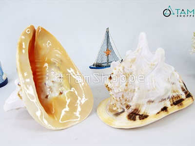 Vỏ ốc kim khôi vàng cỡ đại [Siêu to - Nặng tay] VOOC-13