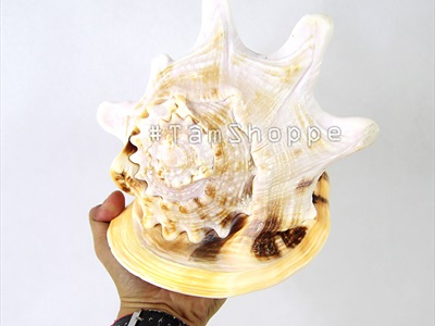 Vỏ ốc kim khôi vàng cỡ đại [Siêu to - Nặng tay] VOOC-13