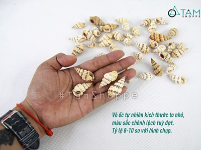 Vỏ ốc len [Hủ 100-110gr/ Ngẫu nhiên] VOOC-18