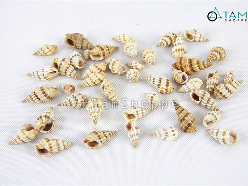 Vỏ ốc len [Hủ 100-110gr/ Ngẫu nhiên] VOOC-18