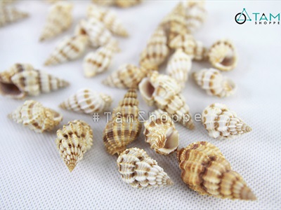 Vỏ ốc len [Hủ 100-110gr/ Ngẫu nhiên] VOOC-18