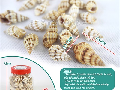 Vỏ ốc len [Hủ 100-110gr/ Ngẫu nhiên] VOOC-18