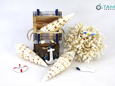 Vỏ ốc măng [Dài 10-15cm/ Ngẫu nhiên] VOOC-19