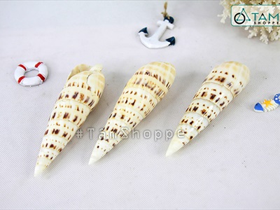 Vỏ ốc măng [Dài 10-15cm/ Ngẫu nhiên] VOOC-19