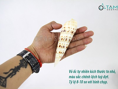 Vỏ ốc măng [Dài 10-15cm/ Ngẫu nhiên] VOOC-19