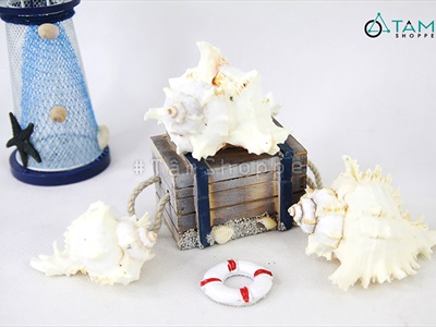 Vỏ ốc Murex trắng [Dài 7.5-13cm/ Ngẫu nhiên] VOOC-14