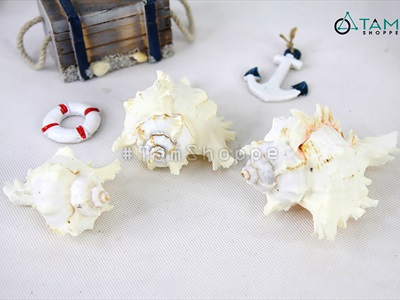 Vỏ ốc Murex trắng [Dài 7.5-13cm/ Ngẫu nhiên] VOOC-14