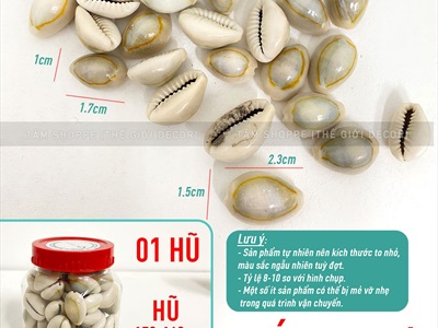 Vỏ ốc nga ốc heo nhiều cỡ [ Mini - Cỡ đại/ Đủ loại] VOOC-12
