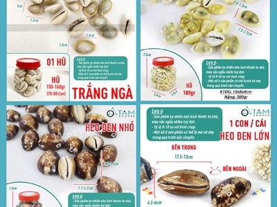 Vỏ ốc nga ốc heo nhiều cỡ [ Mini - Cỡ đại/ Đủ loại] VOOC-12