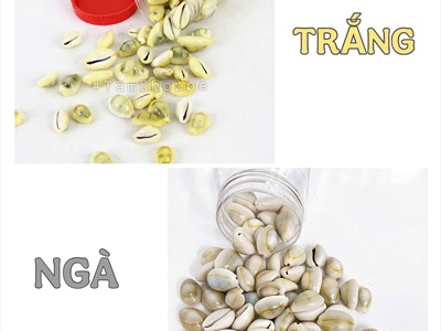 Vỏ ốc nga ốc heo nhiều cỡ [ Mini - Cỡ đại/ Đủ loại] VOOC-12