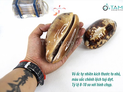 Vỏ ốc nga ốc heo nhiều cỡ [ Mini - Cỡ đại/ Đủ loại] VOOC-12
