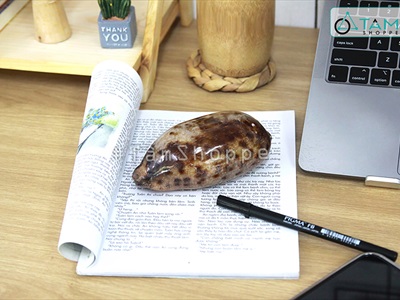 Vỏ ốc nga ốc heo nhiều cỡ [ Mini - Cỡ đại/ Đủ loại] VOOC-12