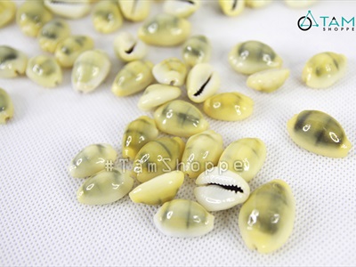 Vỏ ốc nga ốc heo nhiều cỡ [ Mini - Cỡ đại/ Đủ loại] VOOC-12