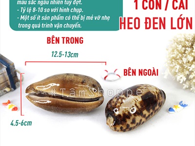Vỏ ốc nga ốc heo nhiều cỡ [ Mini - Cỡ đại/ Đủ loại] VOOC-12
