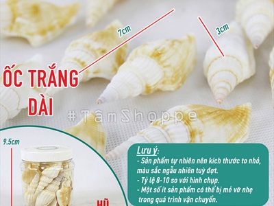 Vỏ ốc nhảy nhiều loại [Hủ nhiều con/ Ngẫu nhiên] VOOC-20