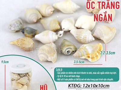 Vỏ ốc nhảy nhiều loại [Hủ nhiều con/ Ngẫu nhiên] VOOC-20