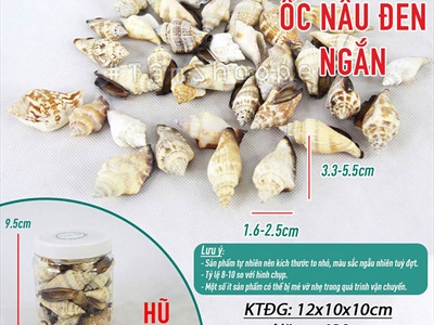 Vỏ ốc nhảy nhiều loại [Hủ nhiều con/ Ngẫu nhiên] VOOC-20