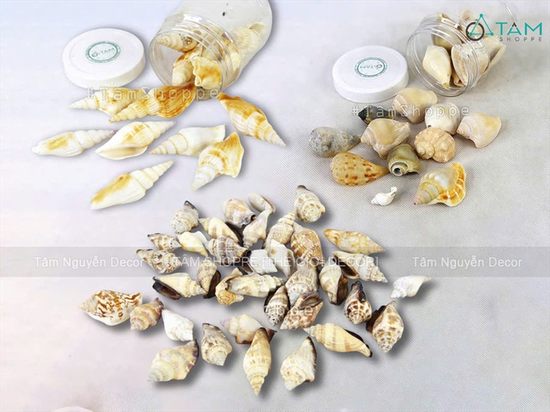 Vỏ ốc nhảy nhiều loại [Hủ nhiều con/ Ngẫu nhiên] VOOC-20