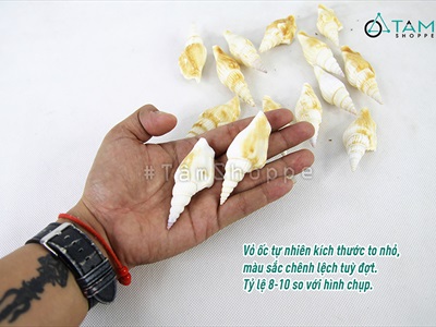 Vỏ ốc nhảy nhiều loại [Hủ nhiều con/ Ngẫu nhiên] VOOC-20