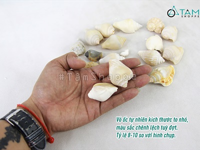 Vỏ ốc nhảy nhiều loại [Hủ nhiều con/ Ngẫu nhiên] VOOC-20