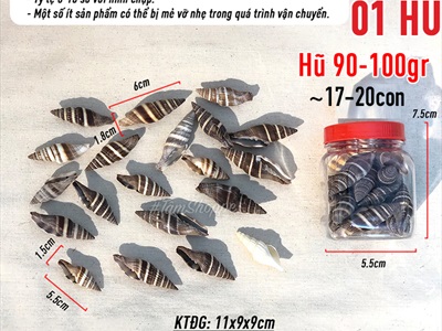 Vỏ ốc ớt nâu 5-6cm Hủ 90-100gr (17-20 con) VOOC-OT-01