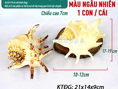 Vỏ ốc tai bẹ trắng [Cỡ lớn/ Ngẫu nhiên] VOOC-22