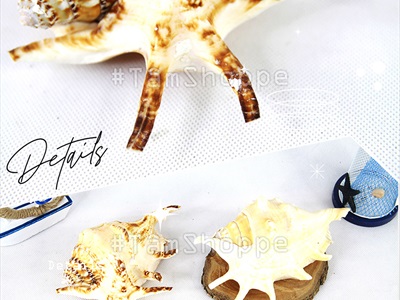 Vỏ ốc tai bẹ trắng [Cỡ lớn/ Ngẫu nhiên] VOOC-22