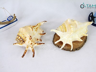 Vỏ ốc tai bẹ trắng [Cỡ lớn/ Ngẫu nhiên] VOOC-22