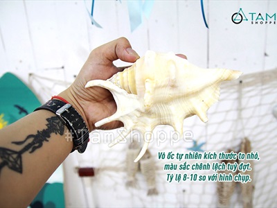 Vỏ ốc tai bẹ trắng [Cỡ lớn/ Ngẫu nhiên] VOOC-22