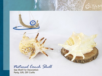 Vỏ ốc tai bẹ trắng [Cỡ lớn/ Ngẫu nhiên] VOOC-22