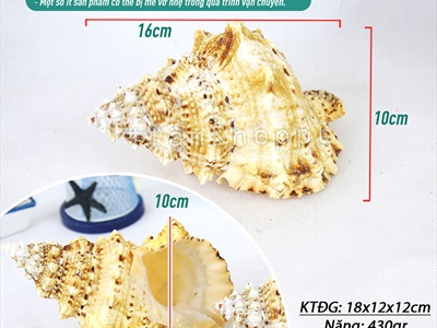 Vỏ ốc tù và cỡ lớn [Khoảng 10x16cm/ Ngẫu nhiên] VOOC-23