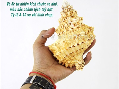 Vỏ ốc tù và cỡ lớn [Khoảng 10x16cm/ Ngẫu nhiên] VOOC-23