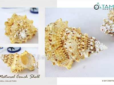 Vỏ ốc tù và cỡ lớn [Khoảng 10x16cm/ Ngẫu nhiên] VOOC-23