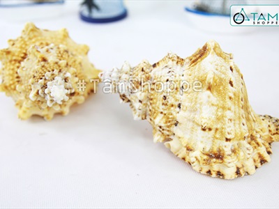 Vỏ ốc tù và cỡ lớn [Khoảng 10x16cm/ Ngẫu nhiên] VOOC-23