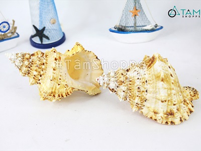 Vỏ ốc tù và cỡ lớn [Khoảng 10x16cm/ Ngẫu nhiên] VOOC-23