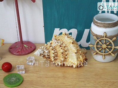 Vỏ ốc tù và cỡ lớn [Khoảng 10x16cm/ Ngẫu nhiên] VOOC-23