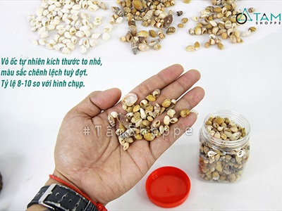 Vỏ ốc vụn nhỏ nhiều loại [Hủ 140-160gr/ Siêu nhiều con] VOOC-24
