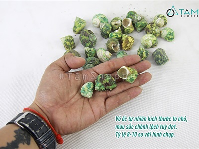 Vỏ ốc xanh [Hủ 180-200gr/ Ngẫu nhiên] VOOC-21