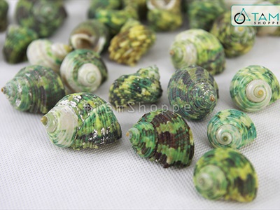 Vỏ ốc xanh [Hủ 180-200gr/ Ngẫu nhiên] VOOC-21