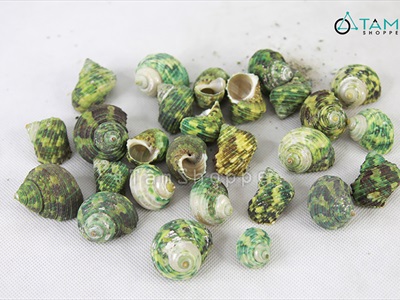 Vỏ ốc xanh [Hủ 180-200gr/ Ngẫu nhiên] VOOC-21